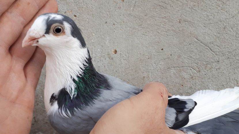 17.2 - Tineret oprit pentru 2020