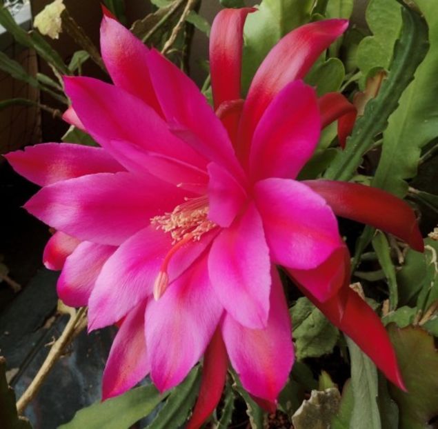 blume von hawaii - EPIPHYLLUM