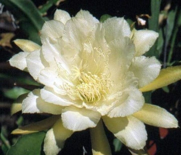 college-queen - EPIPHYLLUM