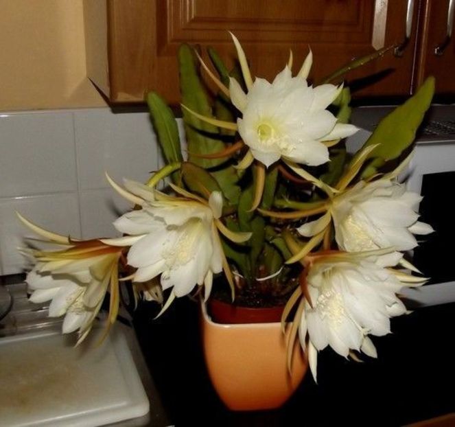 cooperii - EPIPHYLLUM