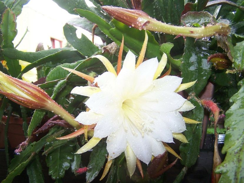 dr rudi dorsch - EPIPHYLLUM