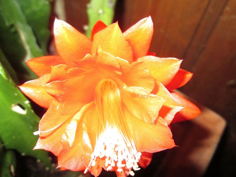 emperor  of mexico - EPIPHYLLUM