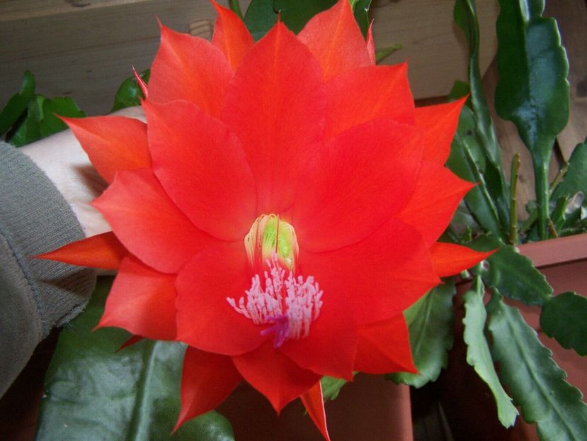 equator - EPIPHYLLUM