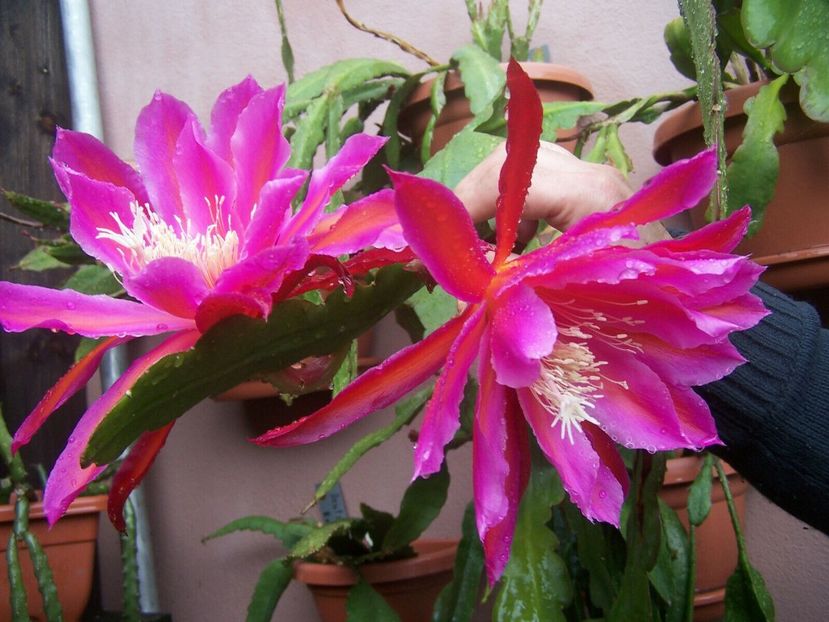 feather queen - EPIPHYLLUM