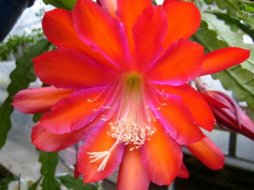 Flamboyant jeff - EPIPHYLLUM