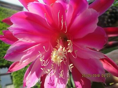 Frau-Liberta-Knebel - EPIPHYLLUM
