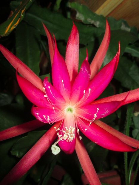 gene lund - EPIPHYLLUM