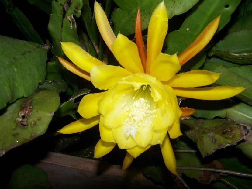 gerda j - EPIPHYLLUM