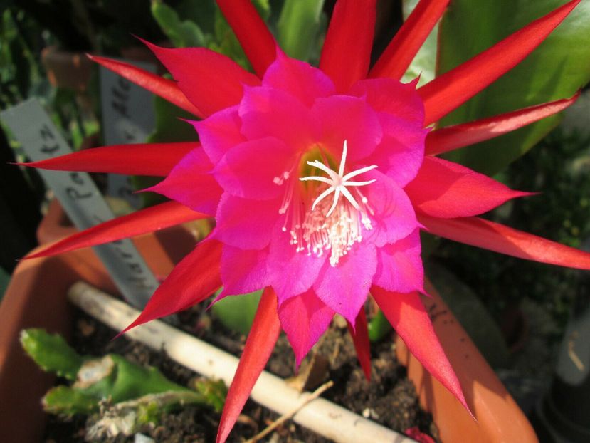 harry paetz - EPIPHYLLUM