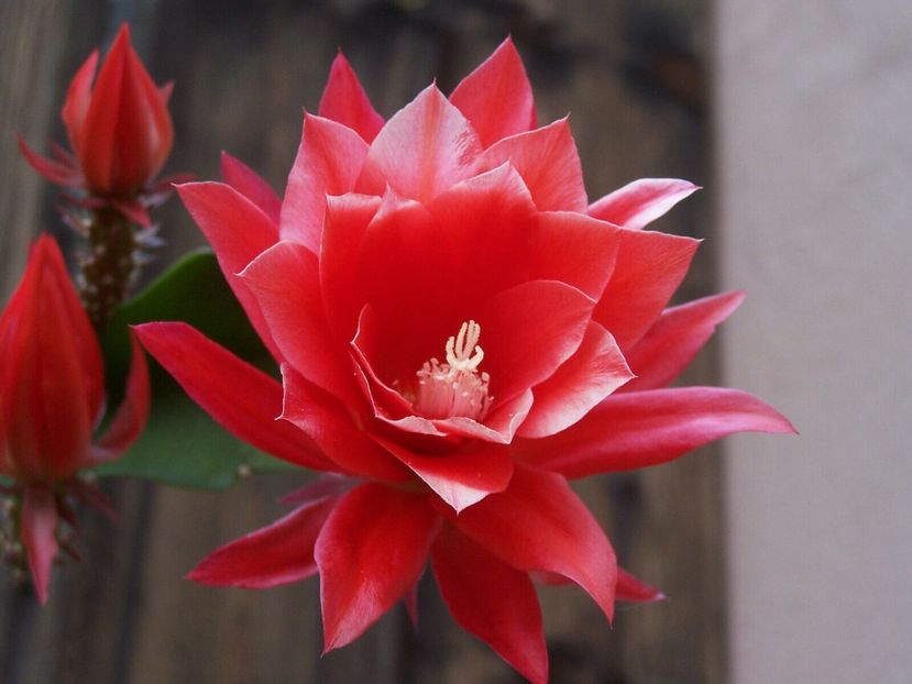 hot lava - EPIPHYLLUM