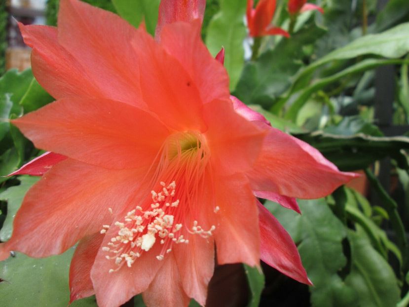 jennifer paetz - EPIPHYLLUM