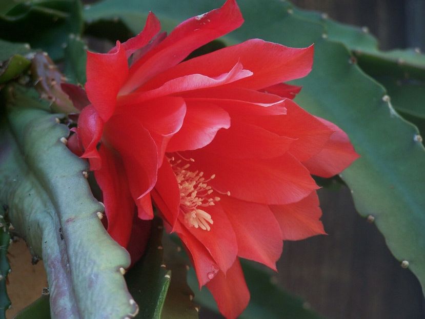 kenia - EPIPHYLLUM
