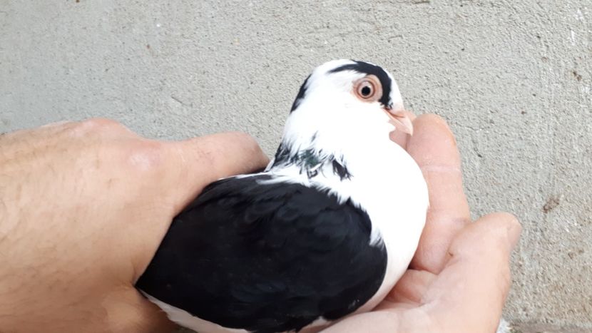  - Tineret oprit pentru 2020