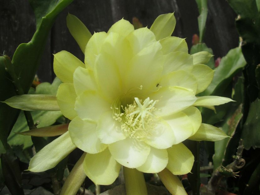 kinchenjunga - EPIPHYLLUM