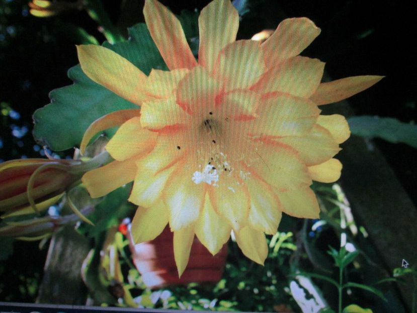 king midas - EPIPHYLLUM