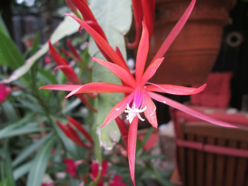 lollipop - EPIPHYLLUM