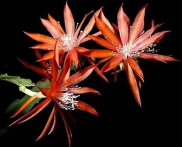 lollypop - EPIPHYLLUM