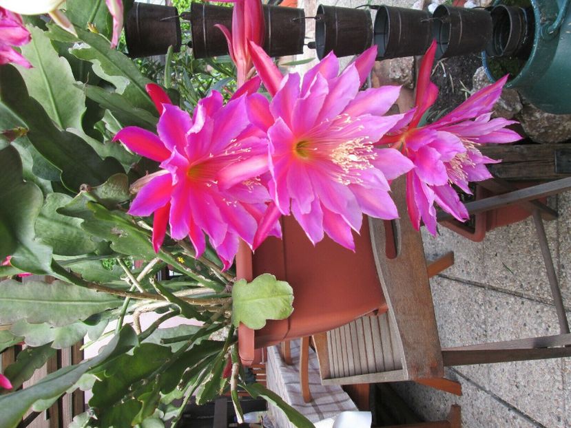 lotus queen - EPIPHYLLUM