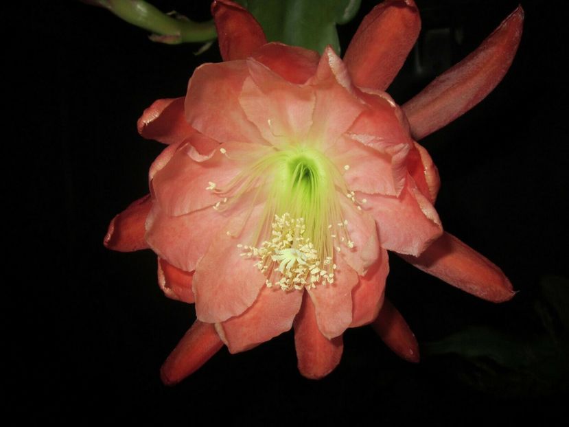lovely lady - EPIPHYLLUM