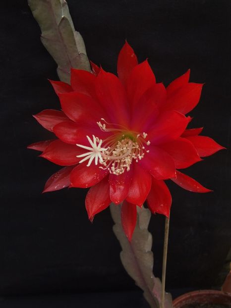 madame  fr.de Laet - EPIPHYLLUM