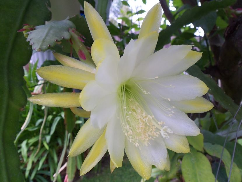 meda - EPIPHYLLUM