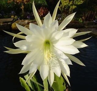 millicent ballard - EPIPHYLLUM