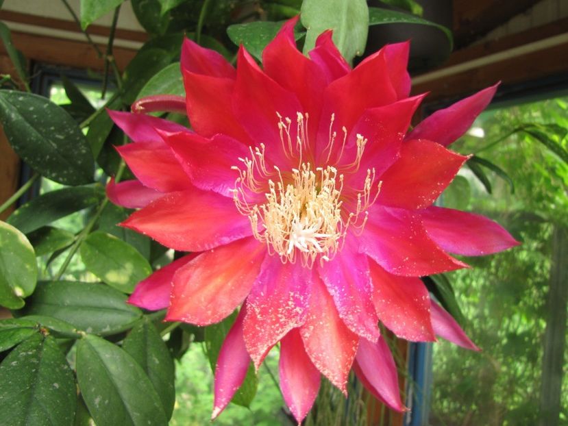 MountainLass - EPIPHYLLUM