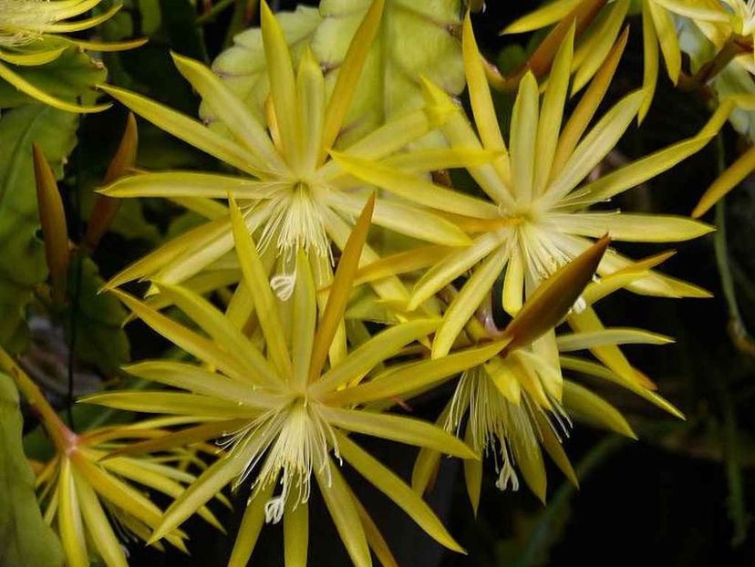 NaheGold - EPIPHYLLUM