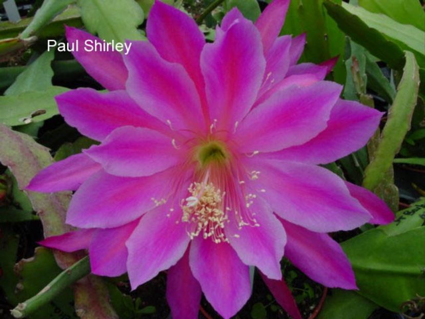 pacesetter - EPIPHYLLUM