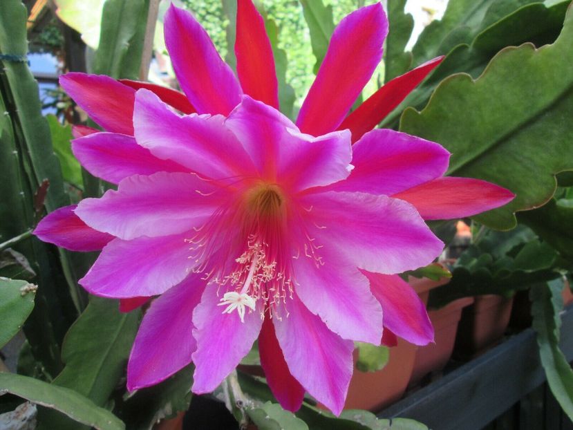 pegasus - EPIPHYLLUM