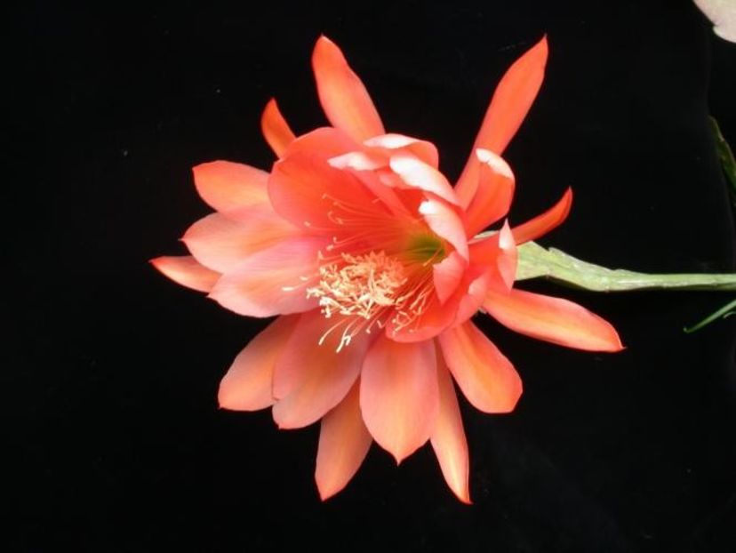 picnic - EPIPHYLLUM