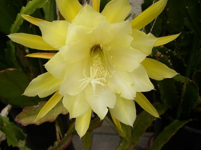 queen anne - EPIPHYLLUM