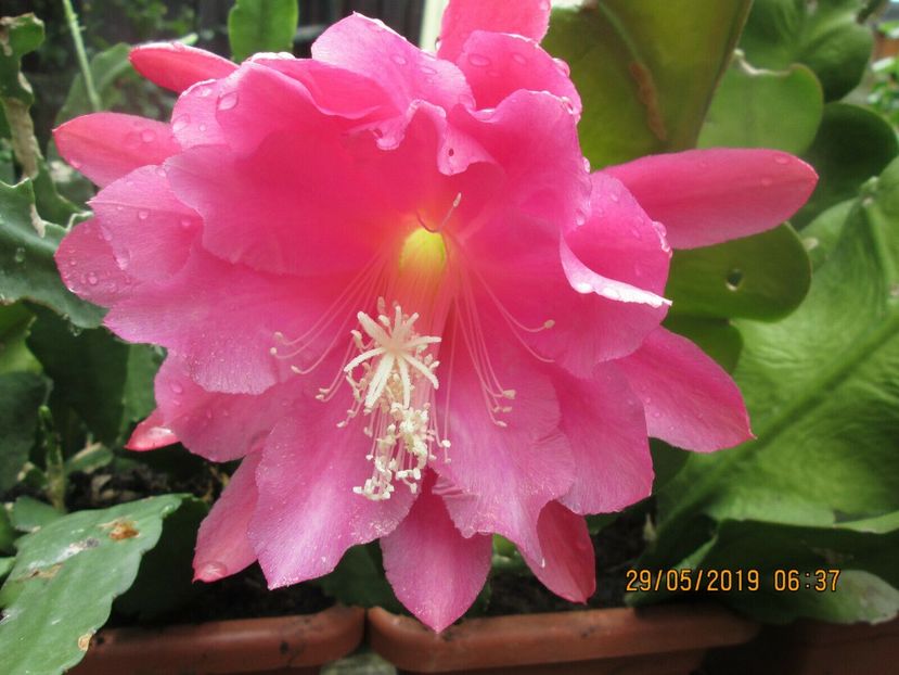 shirley alina - EPIPHYLLUM