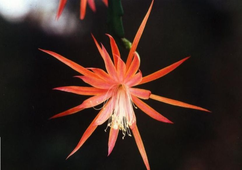 tanja paetz - EPIPHYLLUM