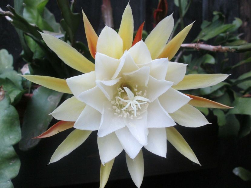 tettani - EPIPHYLLUM