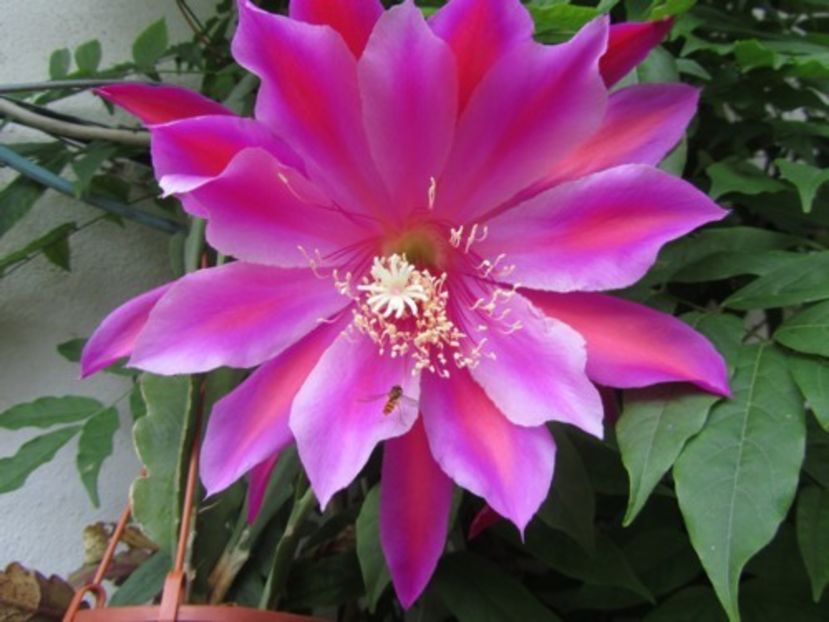 urwald - EPIPHYLLUM