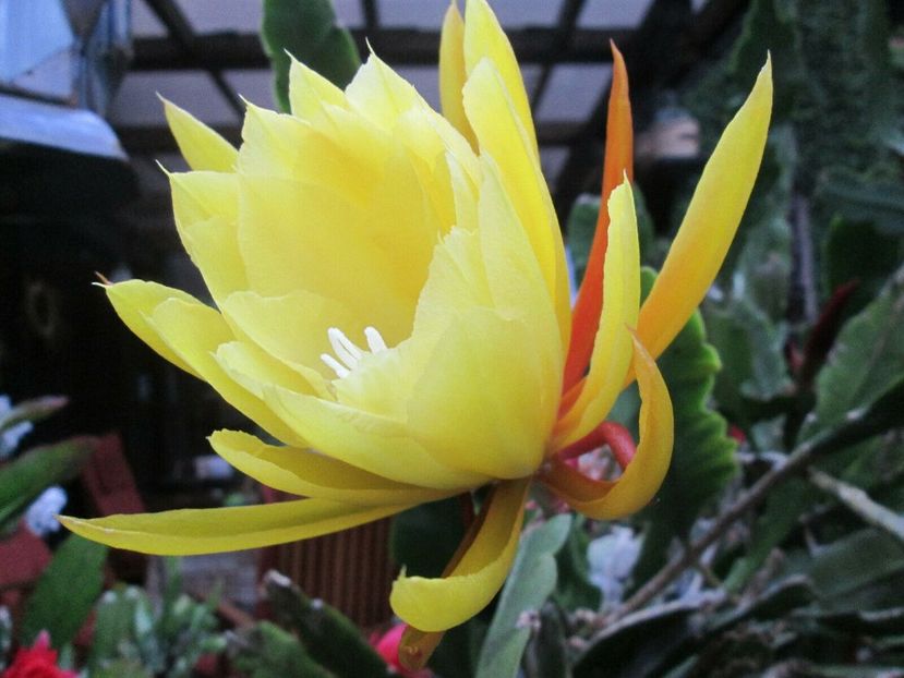 vista gold - EPIPHYLLUM