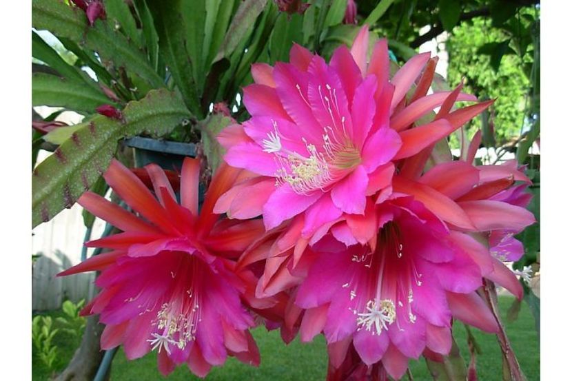 waikiki rainbow - EPIPHYLLUM