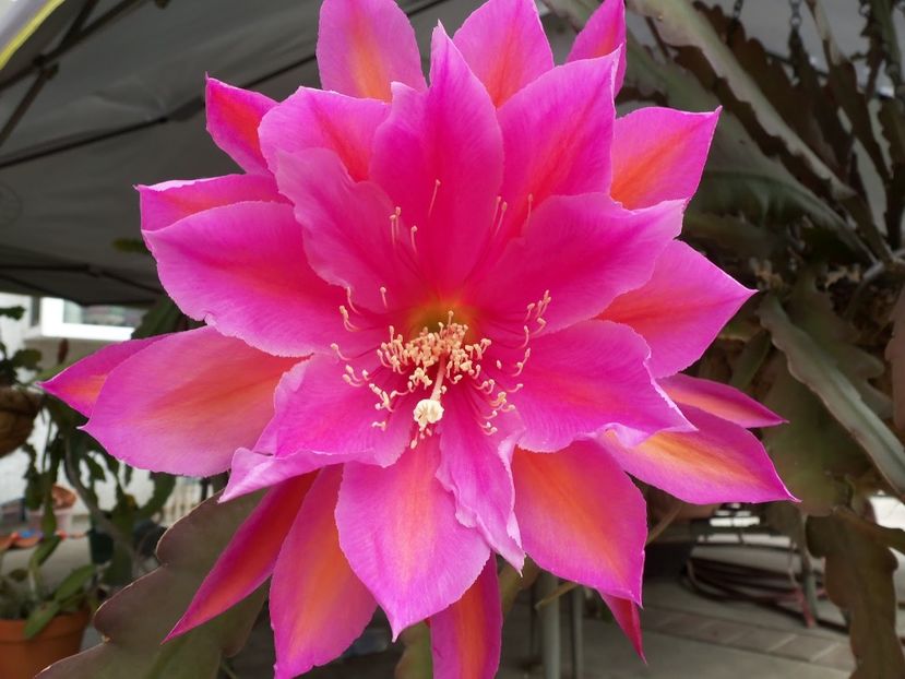 wonderfull one - EPIPHYLLUM