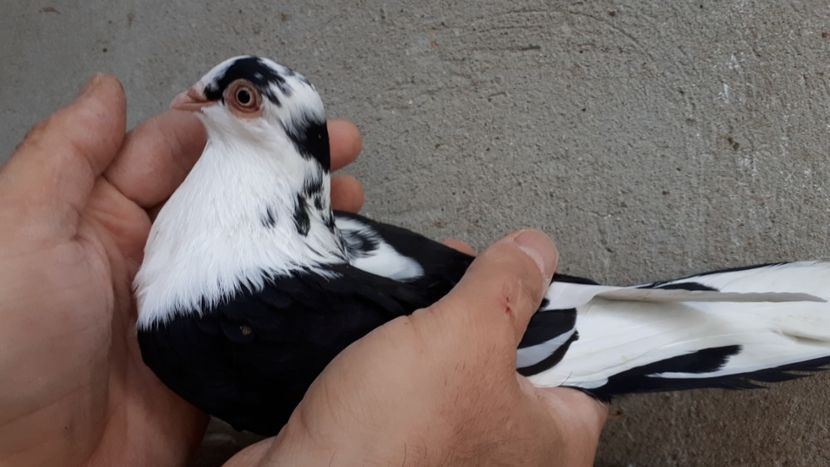 18.2 - Tineret oprit pentru 2020