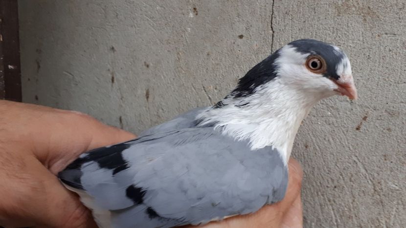 19.1 - Tineret oprit pentru 2020