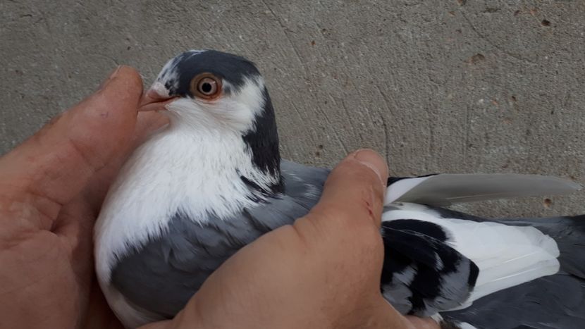 19.2 - Tineret oprit pentru 2020