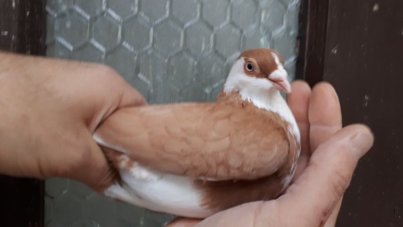 20.1 - Tineret oprit pentru 2020