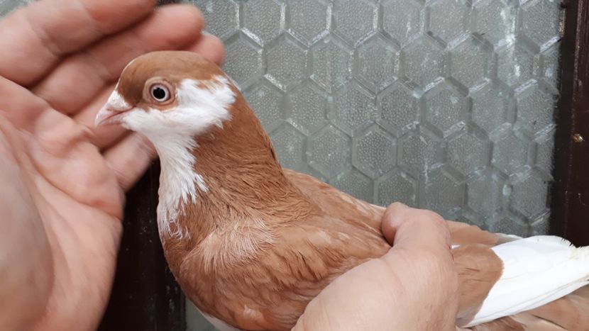 20.2 - Tineret oprit pentru 2020