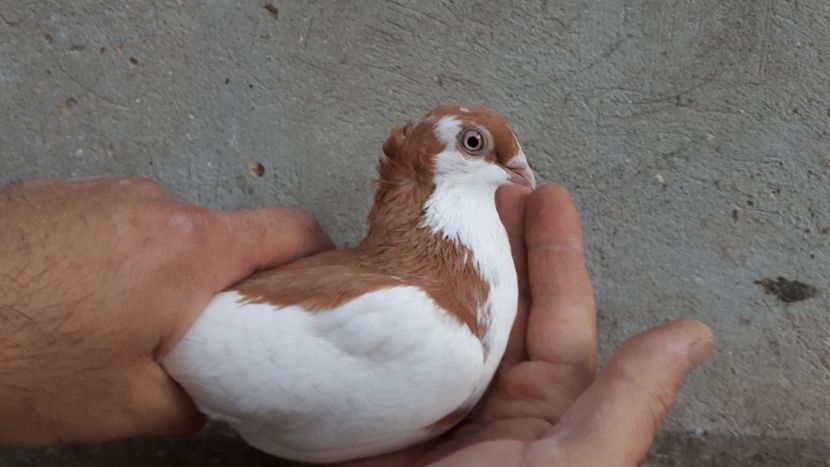 22.1 - Tineret oprit pentru 2020