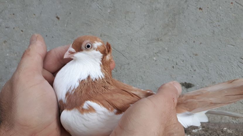 22.2 - Tineret oprit pentru 2020