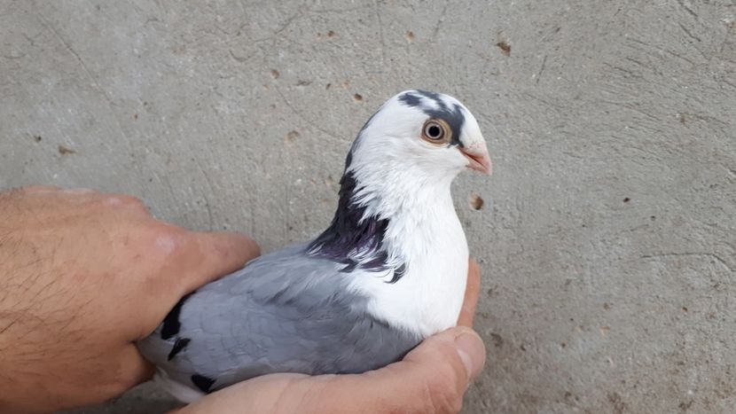 23.1 - Tineret oprit pentru 2020