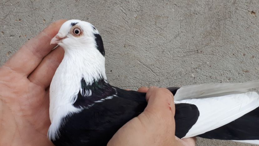 24.1 - Tineret oprit pentru 2020