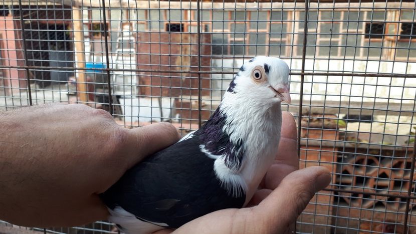 24.2 - Tineret oprit pentru 2020