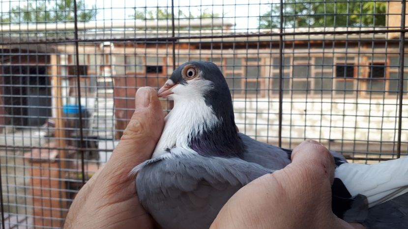 25.2 - Tineret oprit pentru 2020